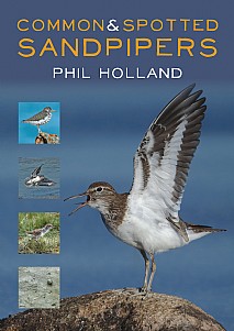 Common and Spotted Sandpipers