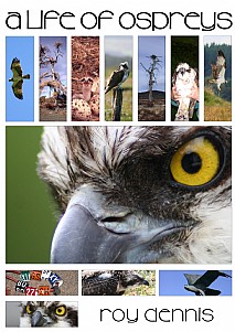 A Life of Ospreys